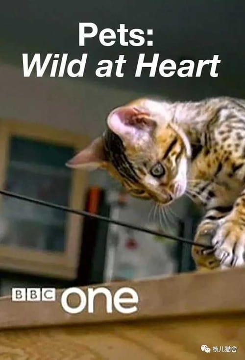 Pets: Wild at Heart