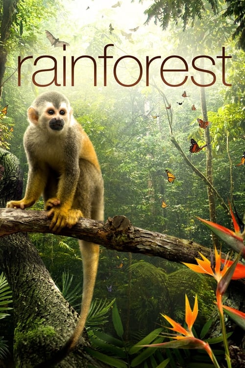 Secret Life of the Rainforest